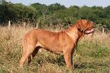 DOGUE DE BORDEAUX 480